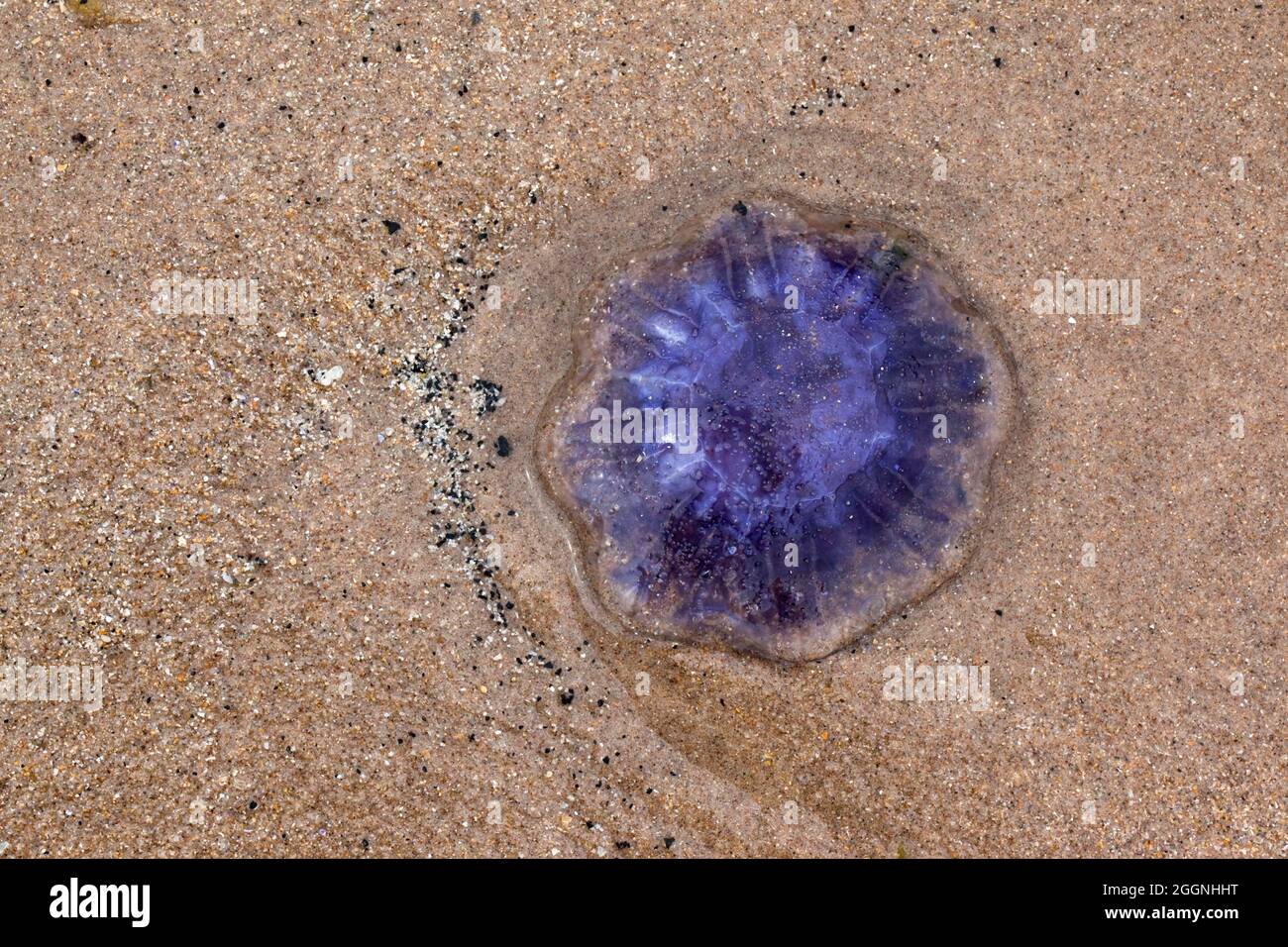 Common blue jellyfish (Cyanea lamarckii), washed up on beach, Northumberland, UK Stock Photo