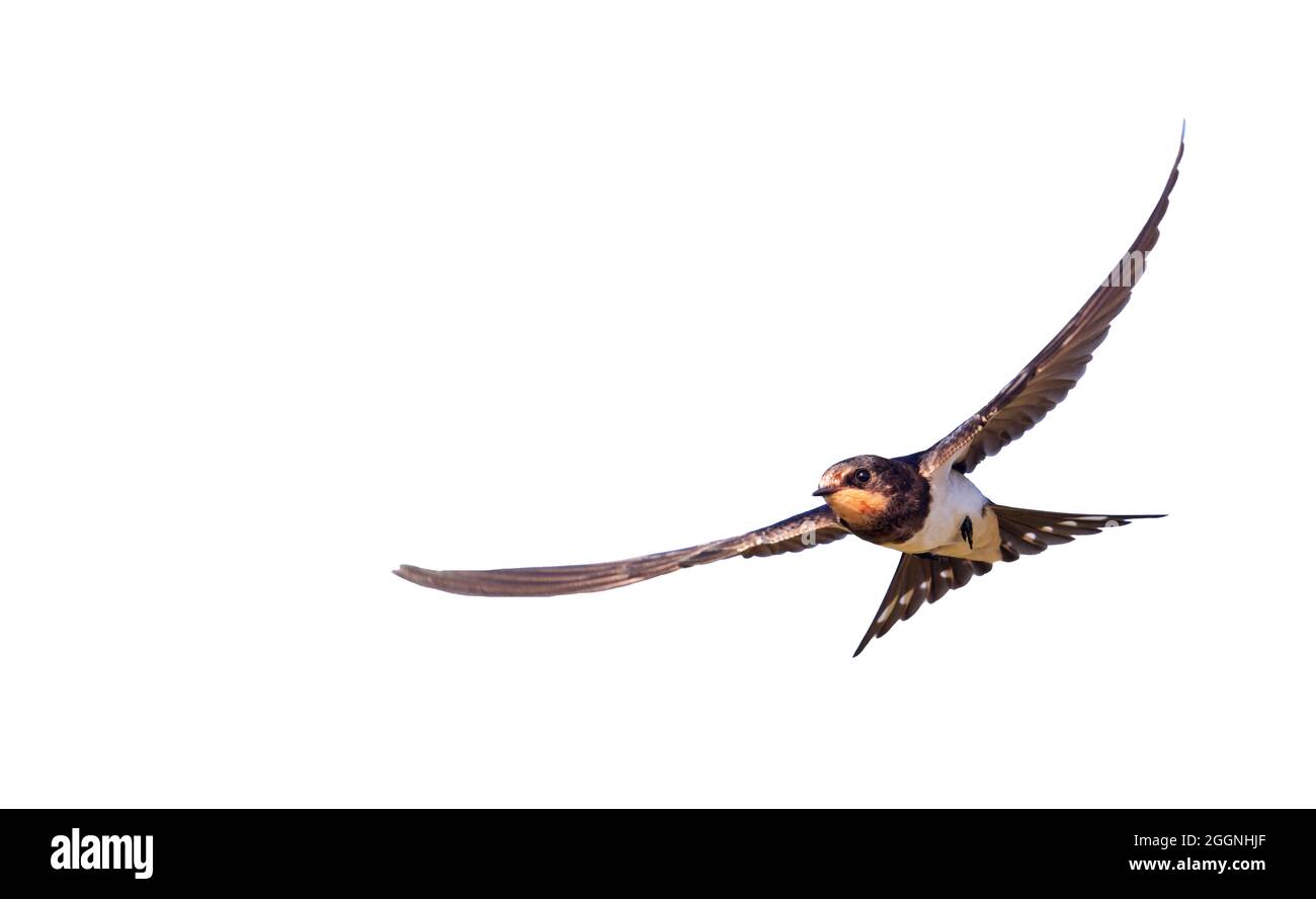 bird beautifully flies isolated on white background , barn swallow Stock Photo