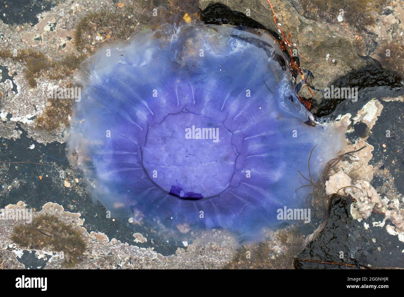 Common blue jellyfish (Cyanea lamarckii), stranded in rockpool, Northumberland, UK Stock Photo