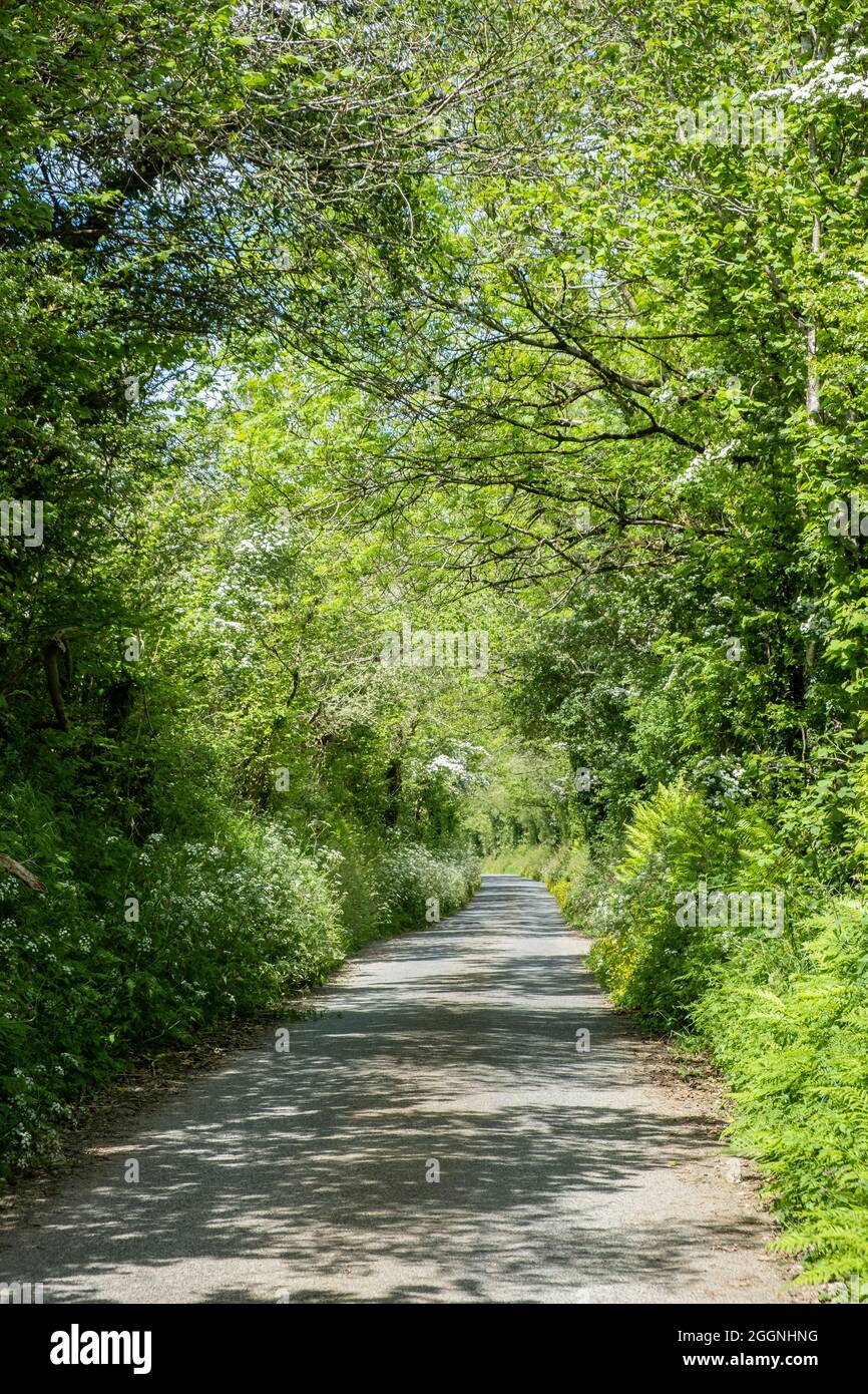 Narrow rural country lane with green high hedgerow either side in the Gwaun Valley Pembrokeshire Wales Stock Photo