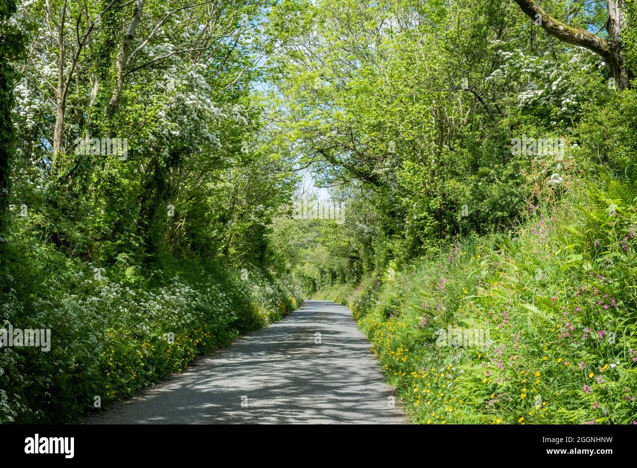 Narrow rural country lane with green high hedgerow either side in the Gwaun Valley Pembrokeshire Wales Stock Photo