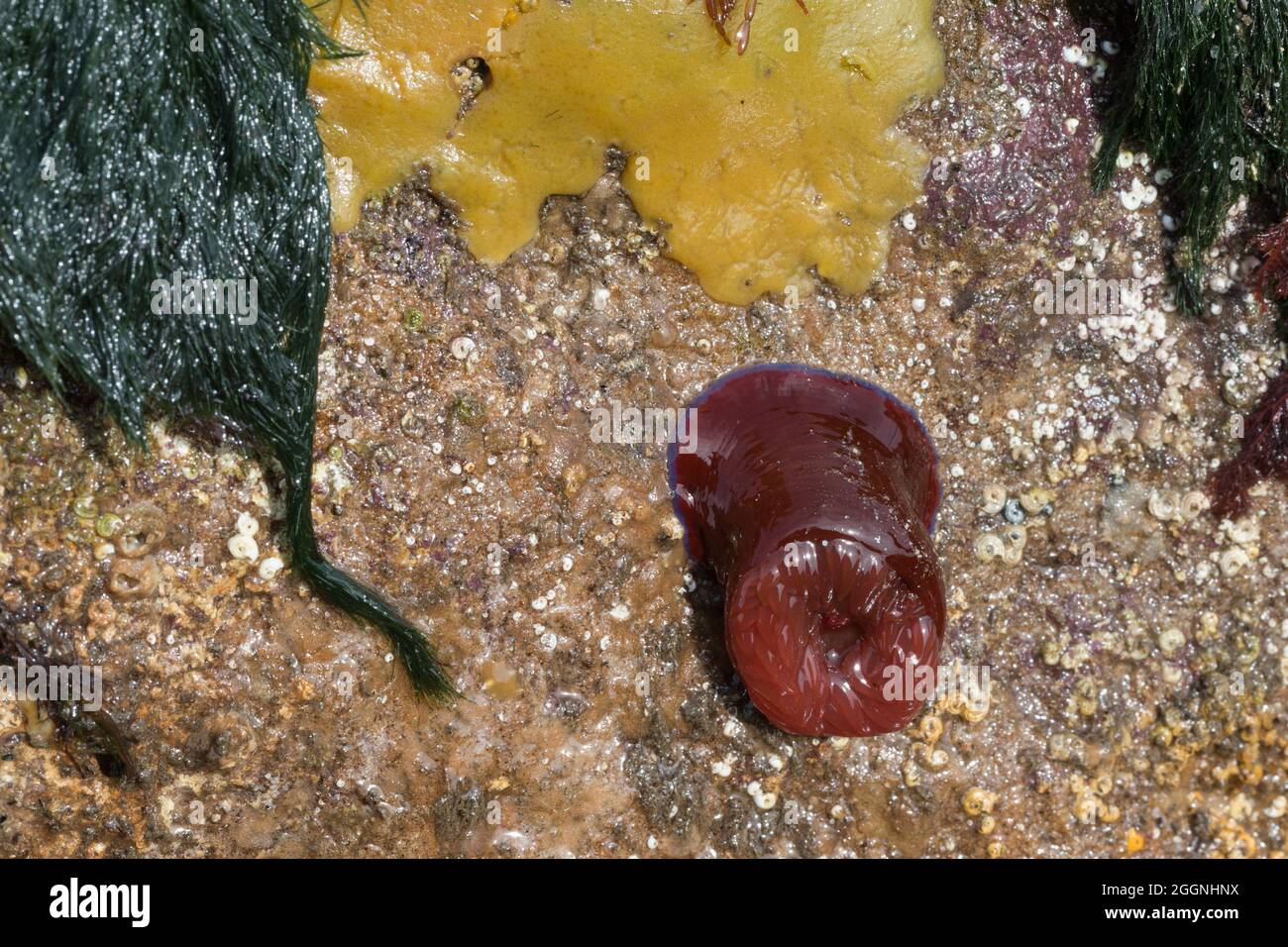 Breadcrumb sponge (Halichondria panicea) and beadlet anemone (Actinia equina), Beadnell, Northumberland Stock Photo
