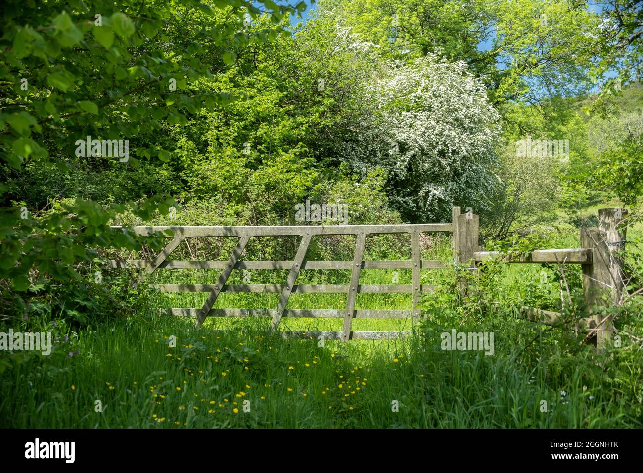 Wooden field gate with lush green countryside all around, Gwaun Valley Pembrokeshire Wales Stock Photo