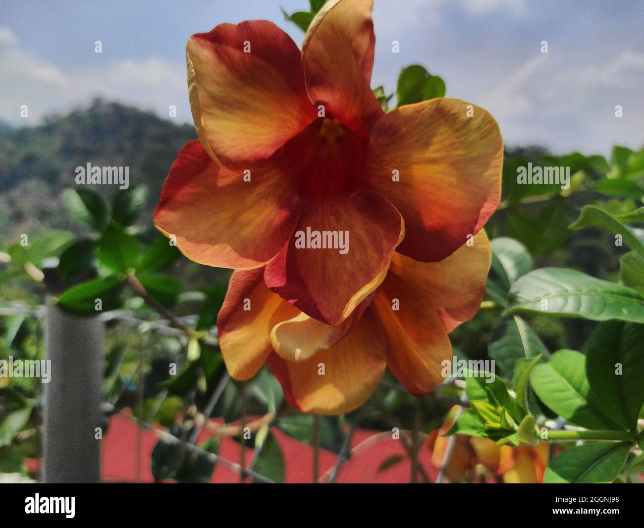 brownish orange flowers blooming in the mountainous highlands Stock Photo