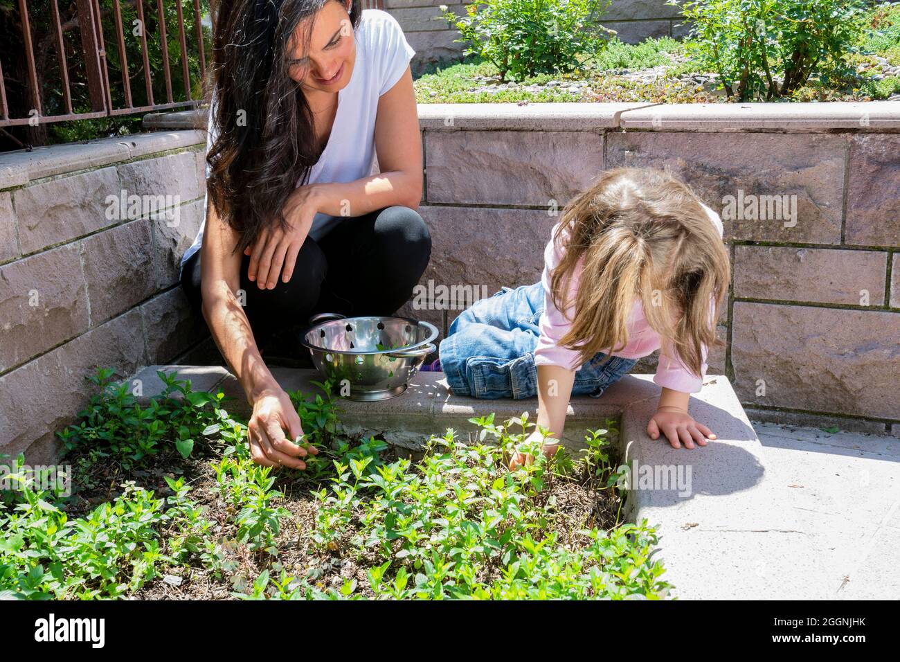 little girl and young woman picking fresh mint together. Family. Stock Photo