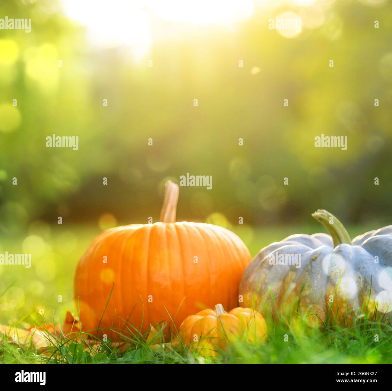 pumpkins on green grass background, autumn harvest and thanksgiving concept Stock Photo