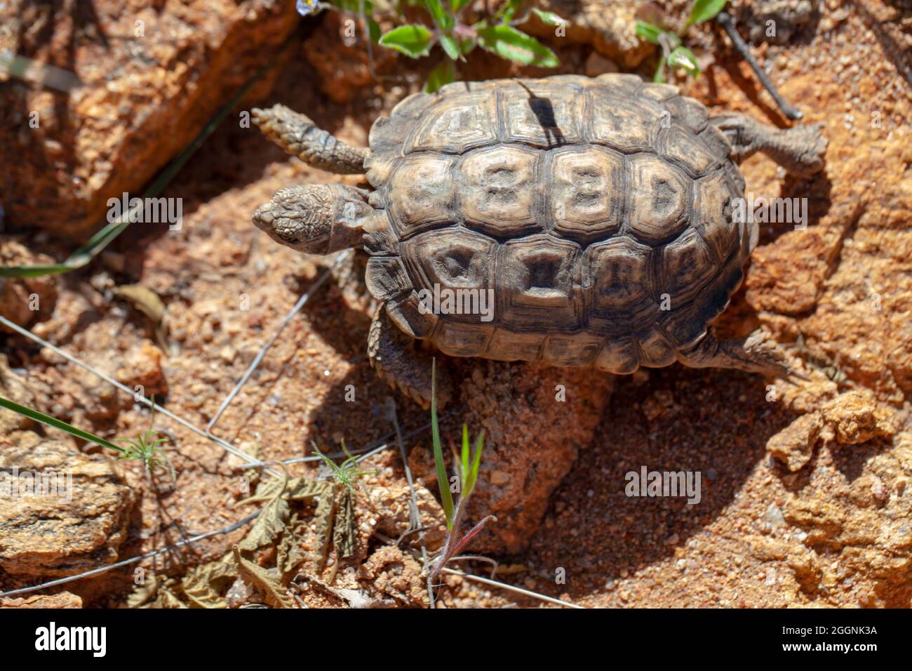 Speckled Cape Tortoise Stock Photo