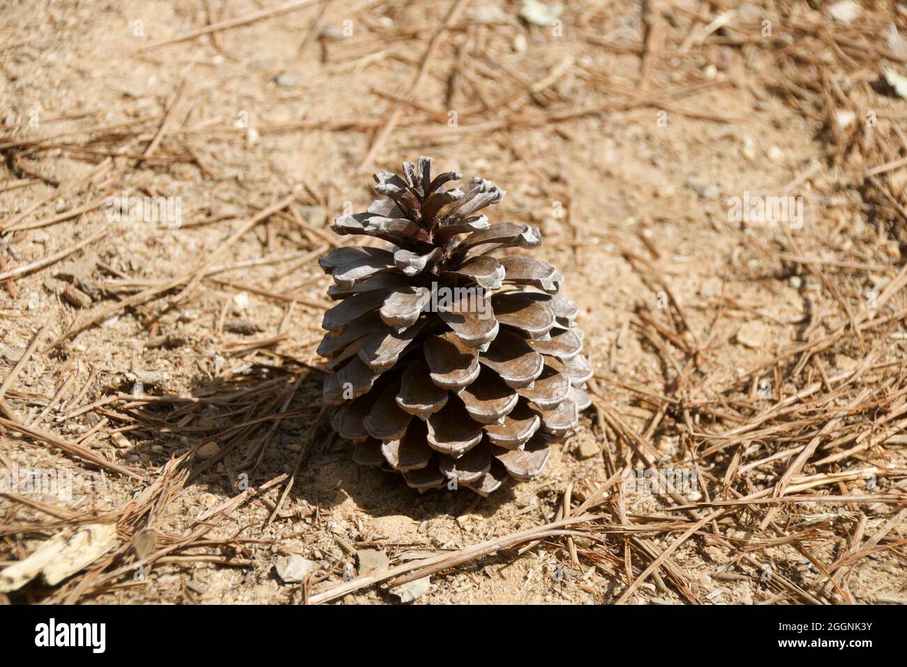 Dried maritime pine cone fallen to the ground in Portugal Stock Photo