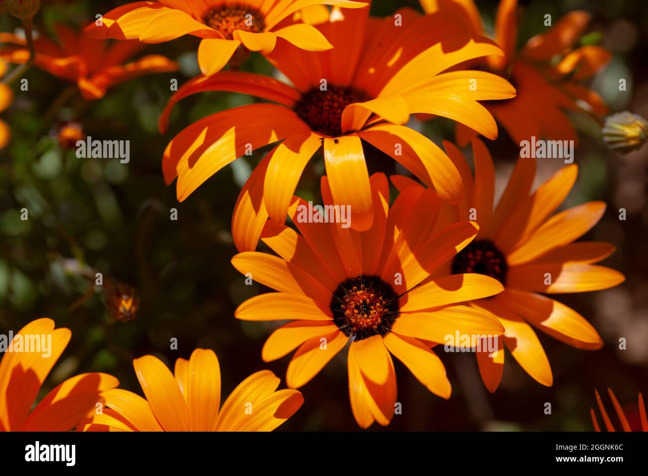 Orange Namaqualand daisies Stock Photo Alamy