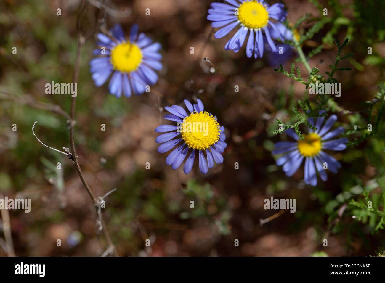 Felicia Amelloides Namaqualand blue daisies Stock Photo