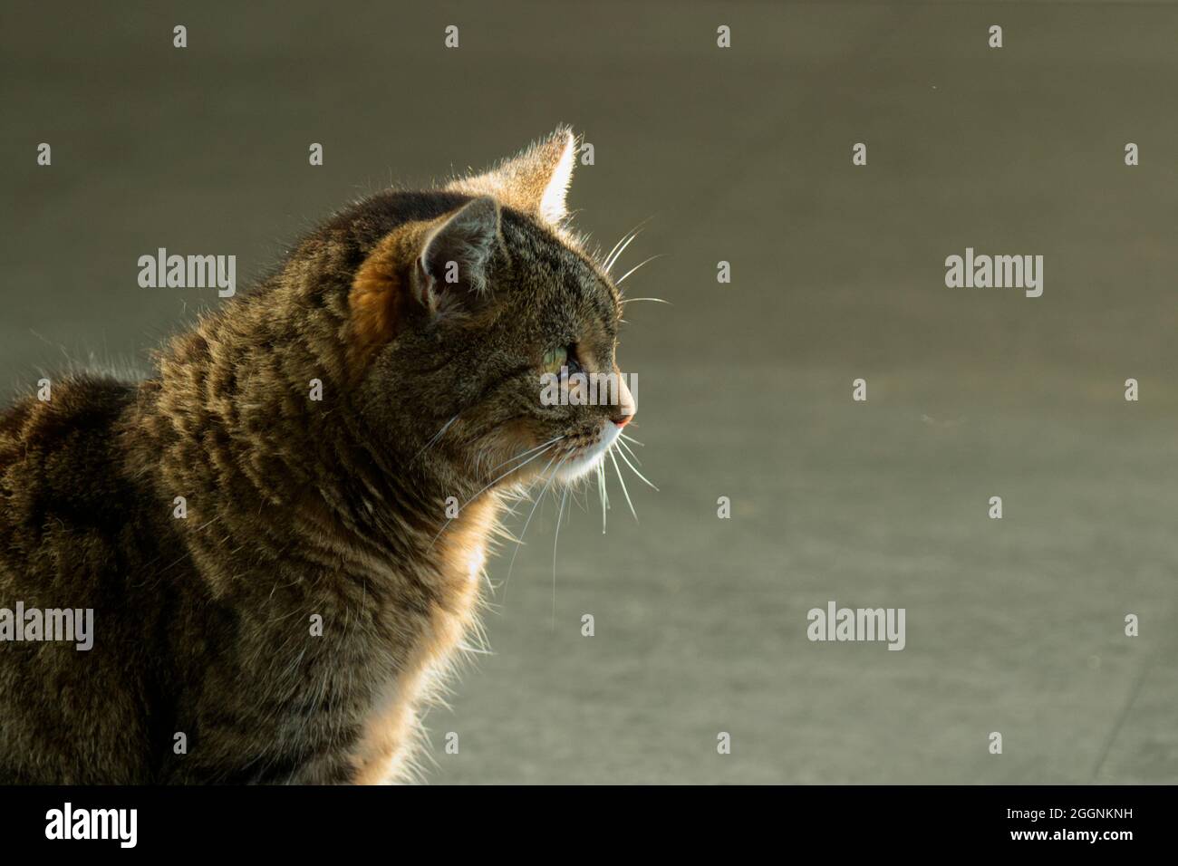 Weighing cat hi-res stock photography and images - Alamy