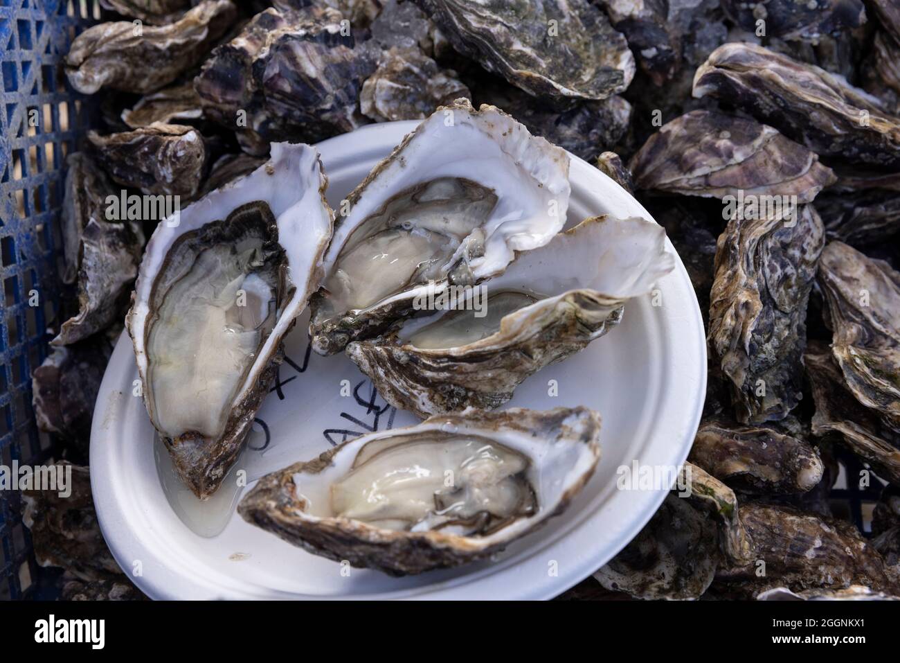 Whitstable seaside town on the north coast of Kent, during the annual Whitstable Oyster Festival, including the traditional 'Landing of the Oysters'. Stock Photo