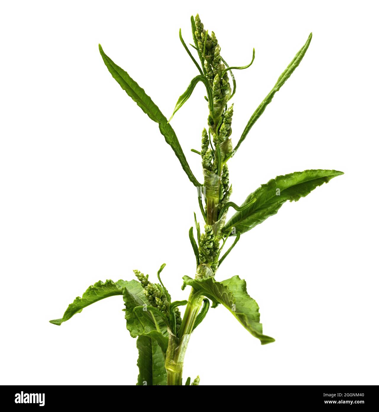 Dysphania ambrosioides, formerly Chenopodium ambrosioides, known as Jesuit tea, Mexican tea, payqu paico, epazote, mastruz, or herba sancta Maria, is Stock Photo