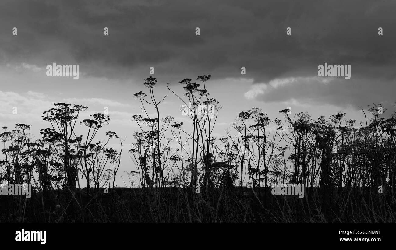 Black and white image of seed heads. Stock Photo