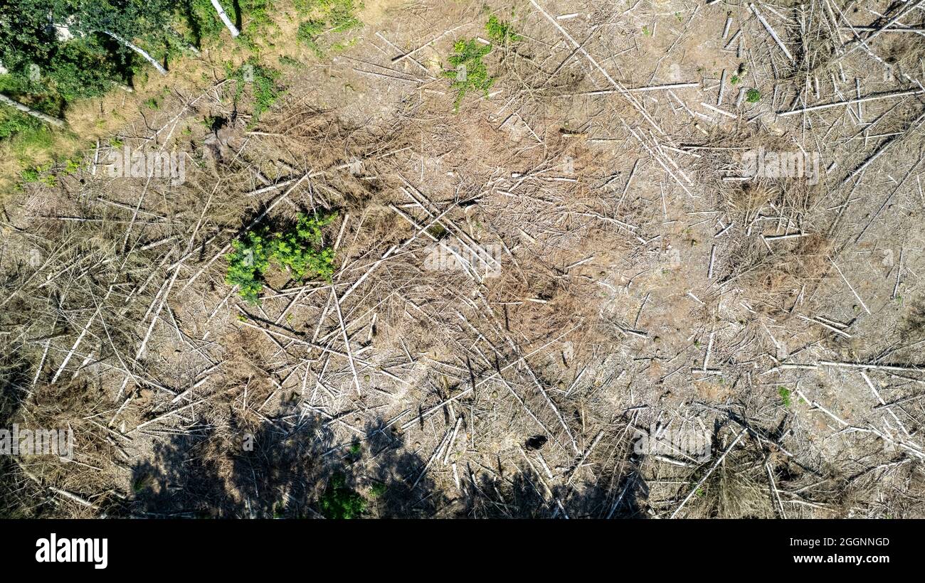 Drone aerial view of deforestation in the forest. Trees cut and burned ...