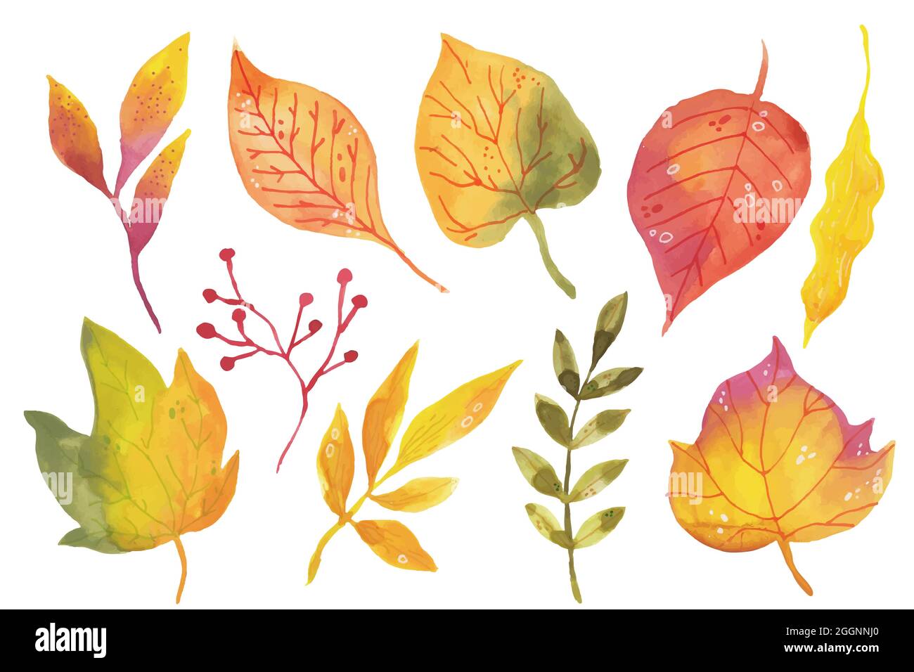 Watercolor autumn leaves collection Vector illustration Stock Vector ...