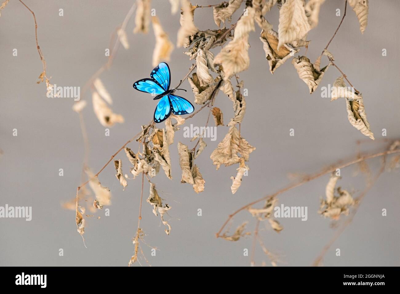 The unusual wall decoration of dried Beech Tree Fagus sylvatica leaves on small branches with a colourful blue paper butterfly. Stock Photo