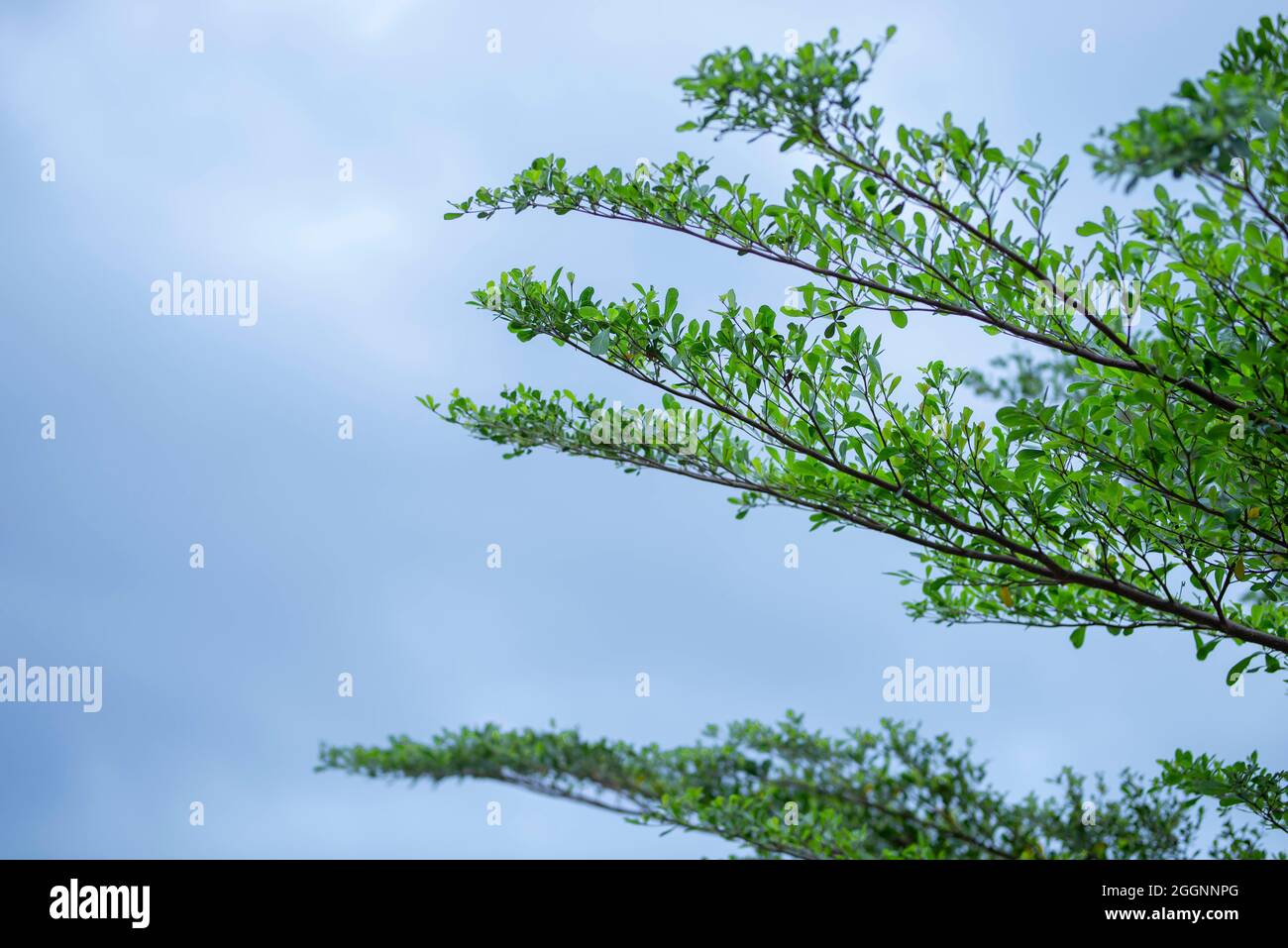 green leaf frame with blue sky and white clouds background, can be used ...