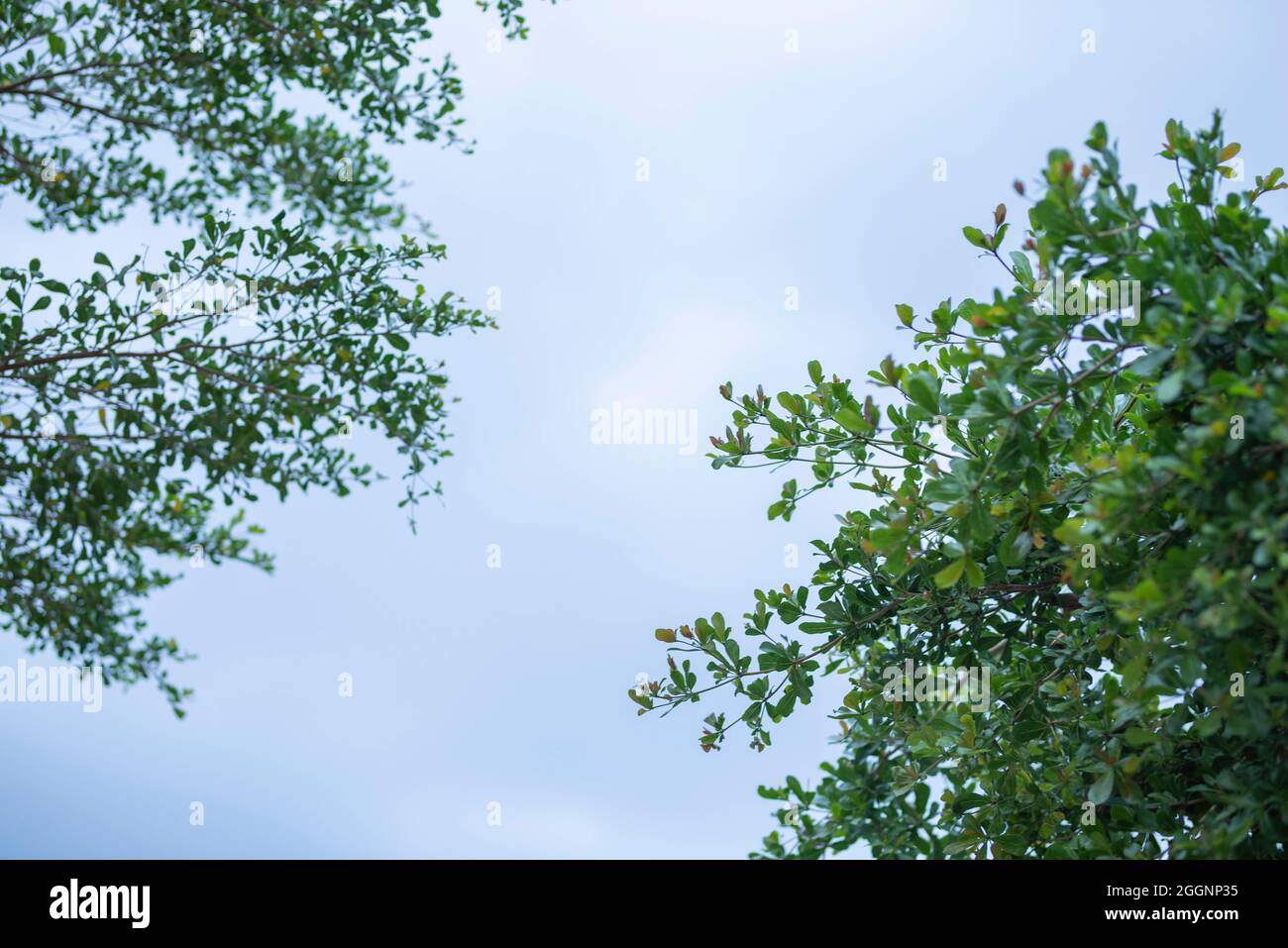 green leaf frame with blue sky and white clouds background, can be used ...