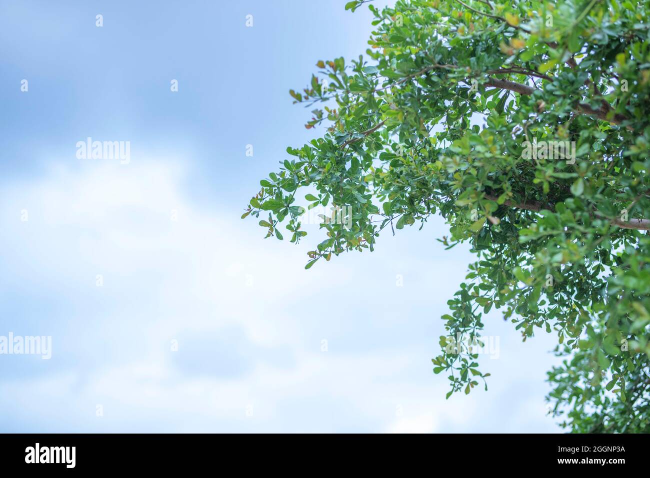 green leaf frame with blue sky and white clouds background, can be used ...