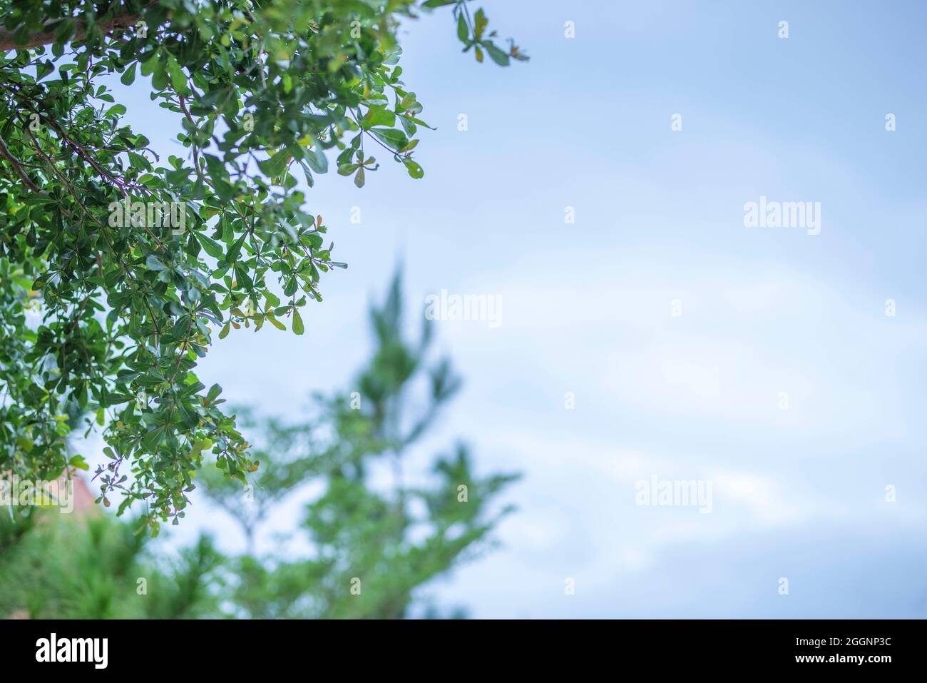 green leaf frame with blue sky and white clouds background, can be used ...