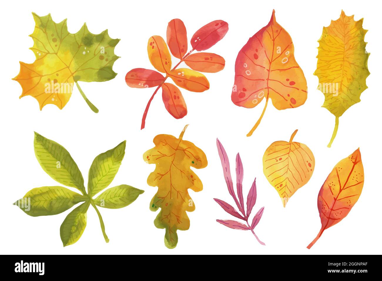 Watercolor autumn leaves collection Vector illustration Stock Vector ...