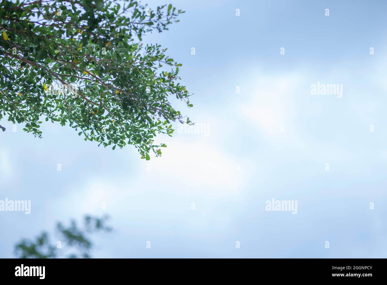 green leaf frame with blue sky and white clouds background, can be used ...