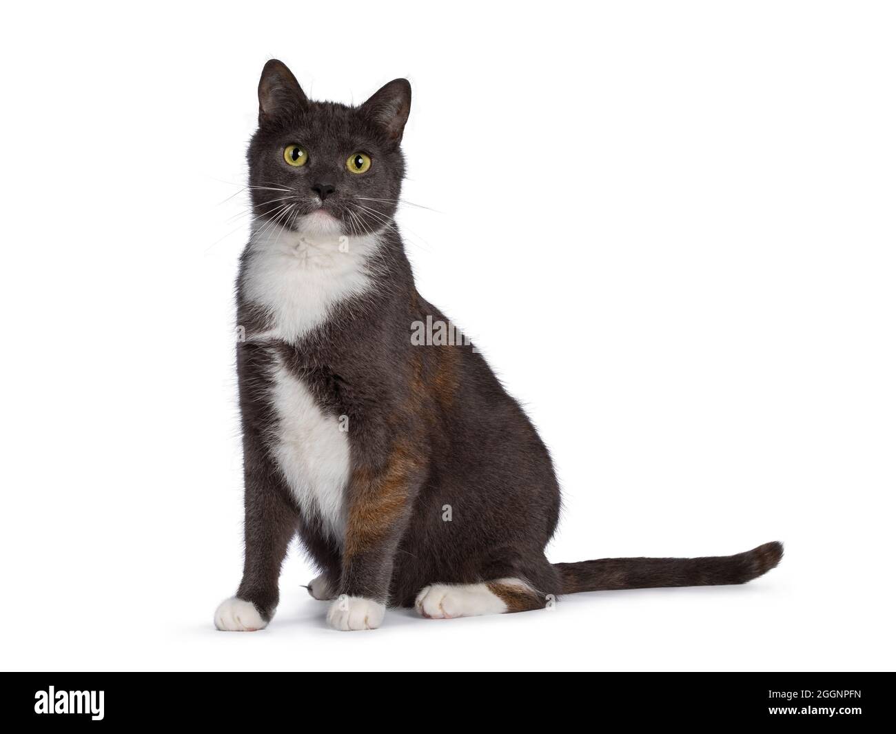 Extremely rare male tortie cat, sitting up side ways, looking frisky