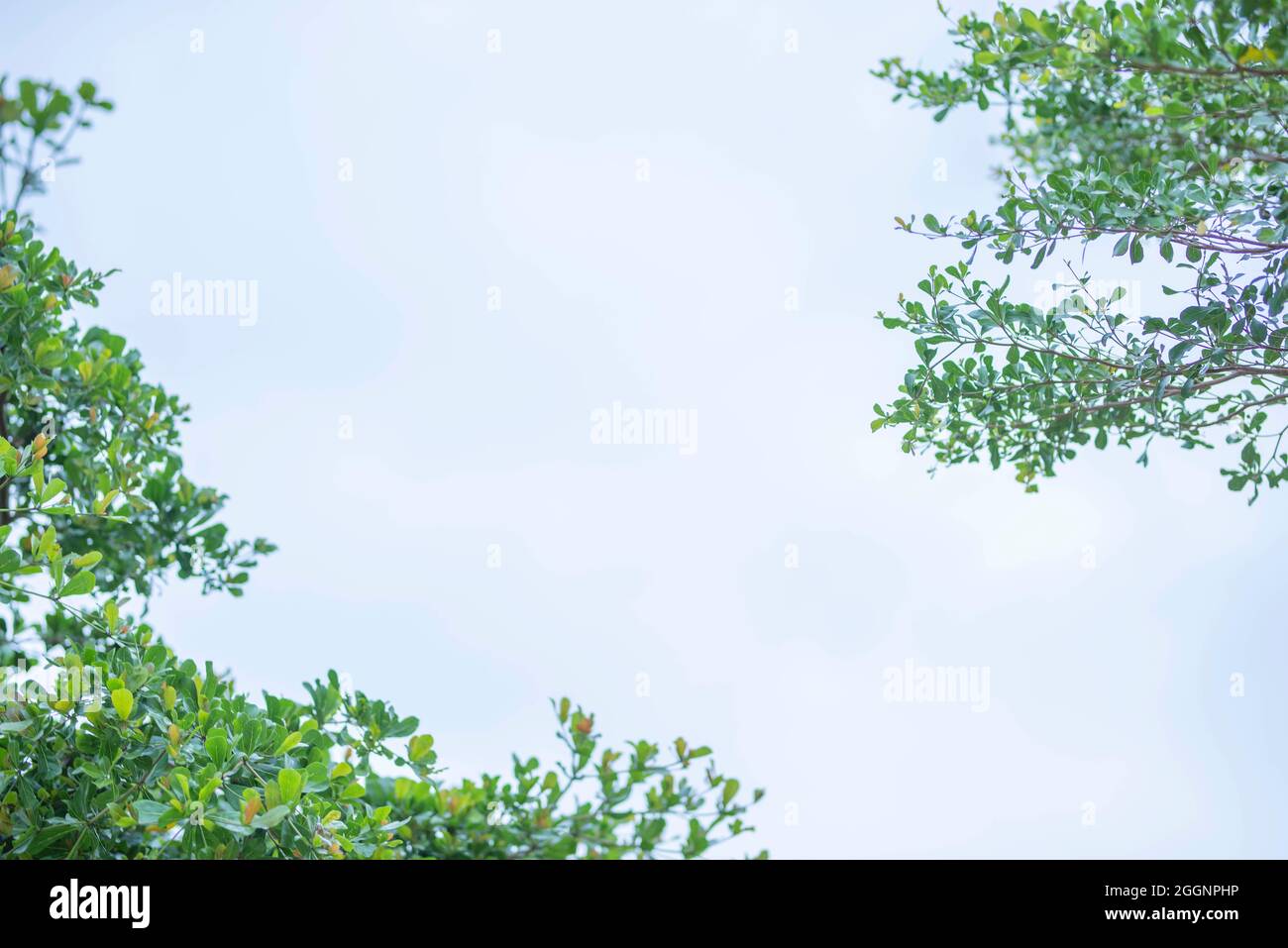 green leaf frame with blue sky and white clouds background, can be used ...