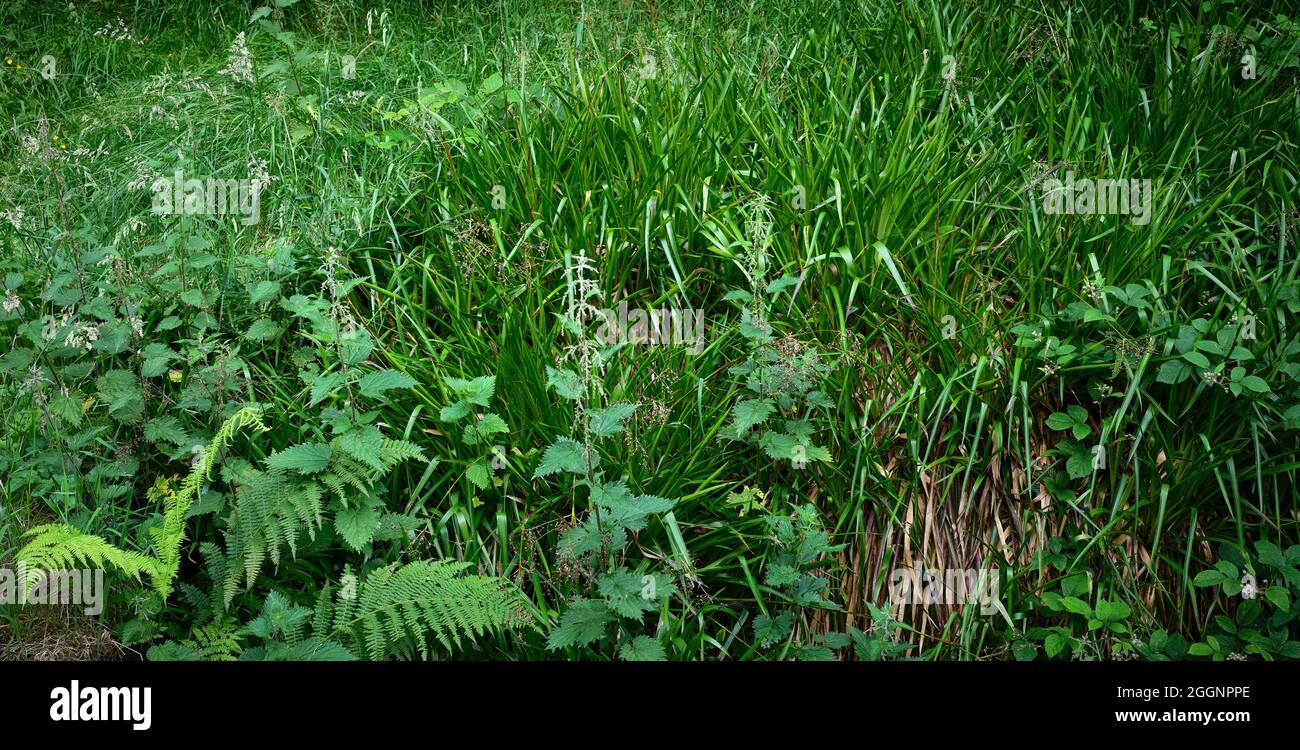 Netl's Grass Grass and nettles growing on the woodland floor in Nidderdale. North ...