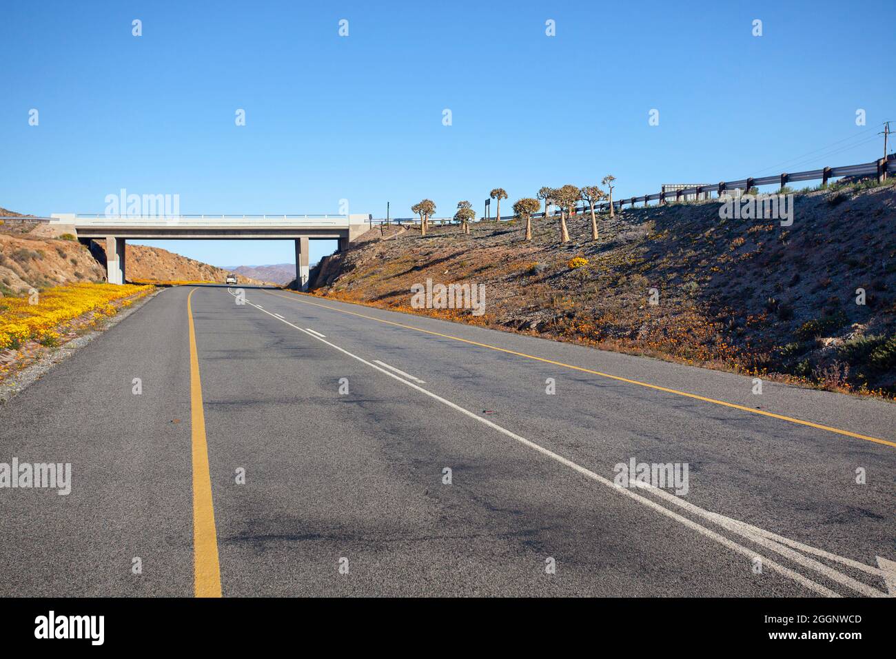 Bridge and daisies, N7 and R355, Springbok, Namaqualand, Northern Cape Stock Photo