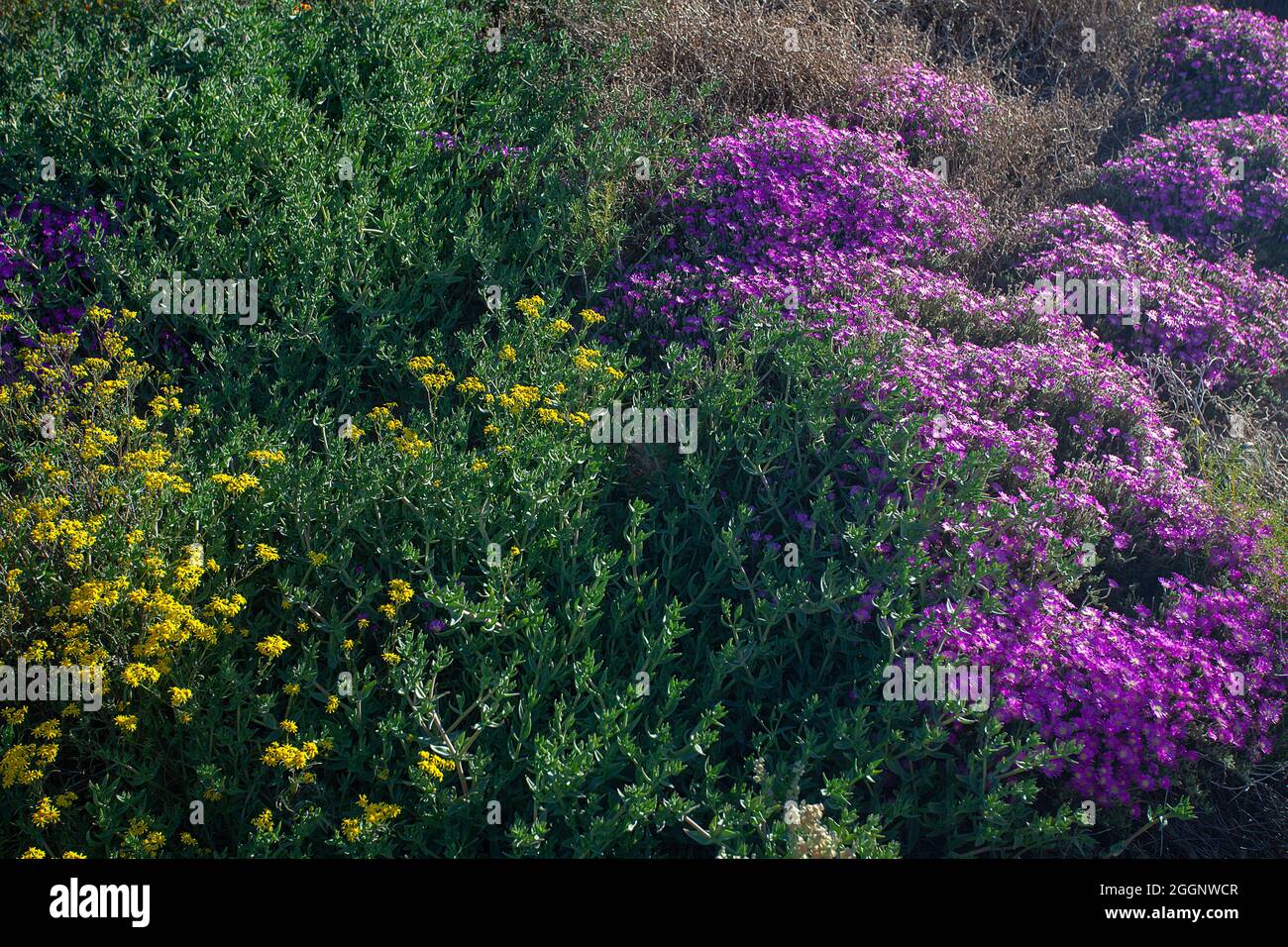 Carpet of Namaqualand daisies and flowers Stock Photo