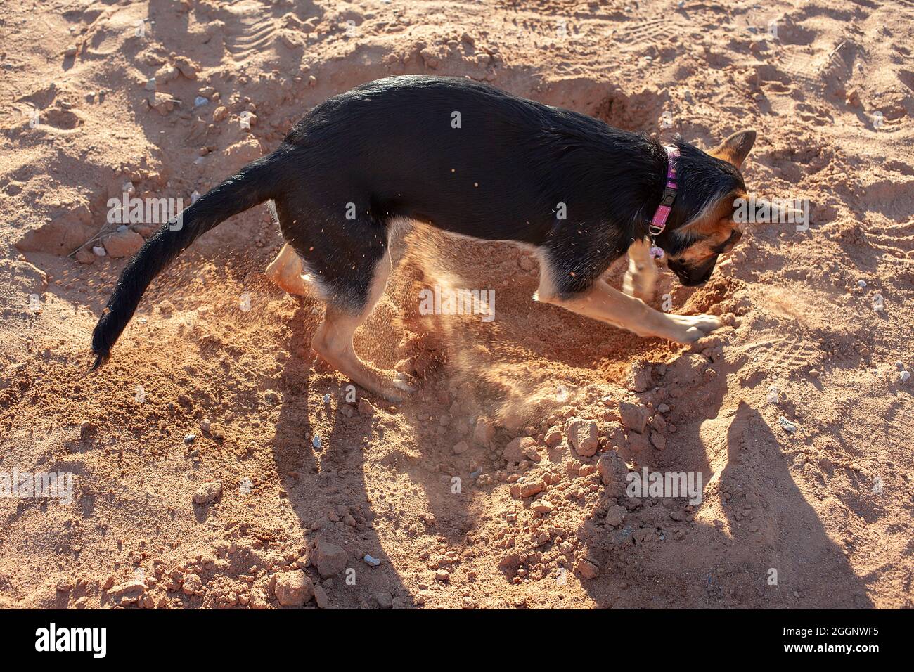 Female, black and tan, German Shepherd dog, digging. Stock Photo