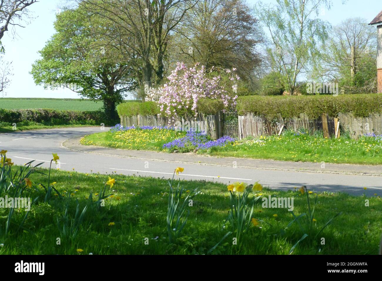 Pink white wild flowers roadside hi-res stock photography and images ...