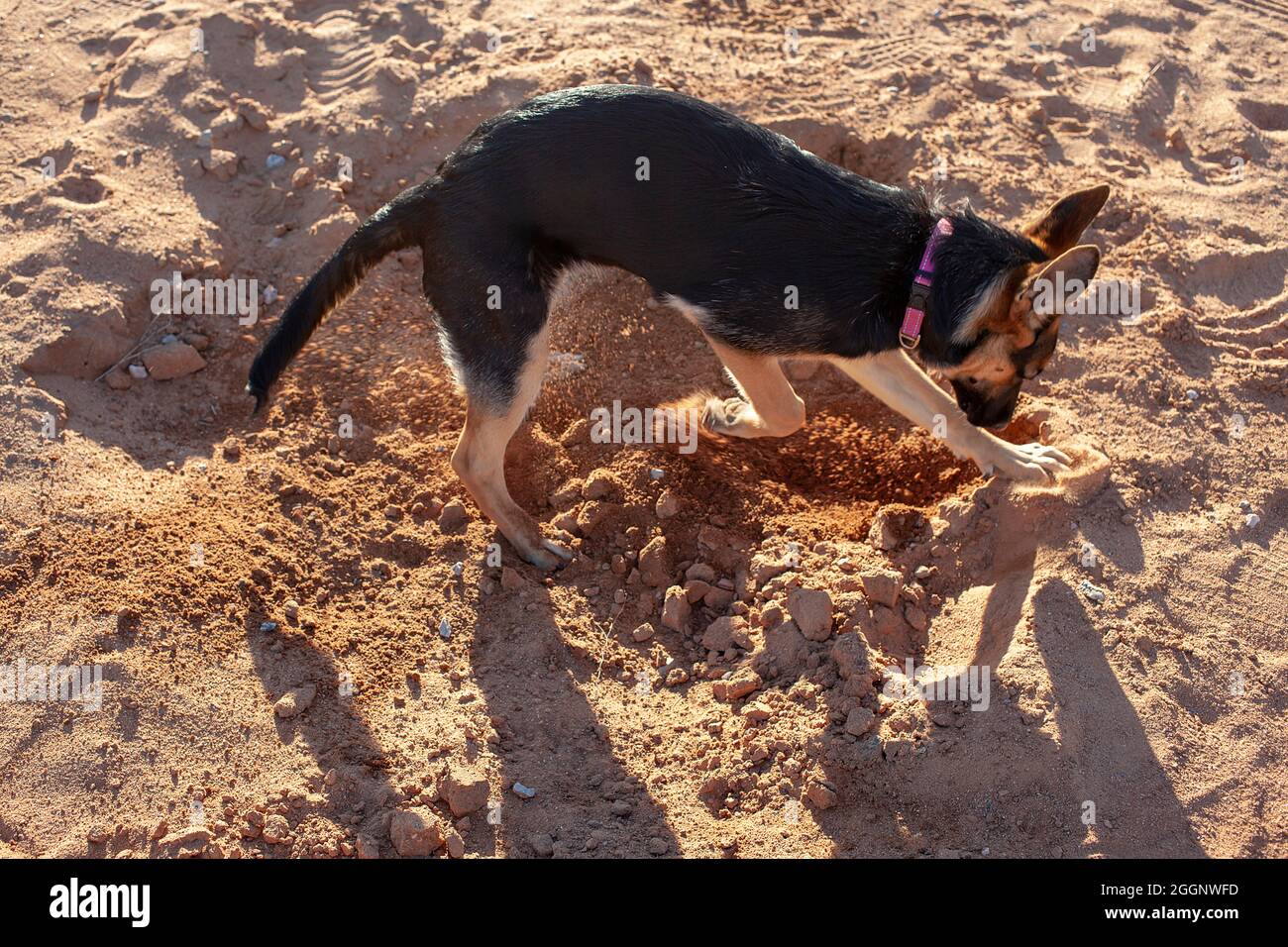 Female, black and tan, German Shepherd dog, digging. Stock Photo