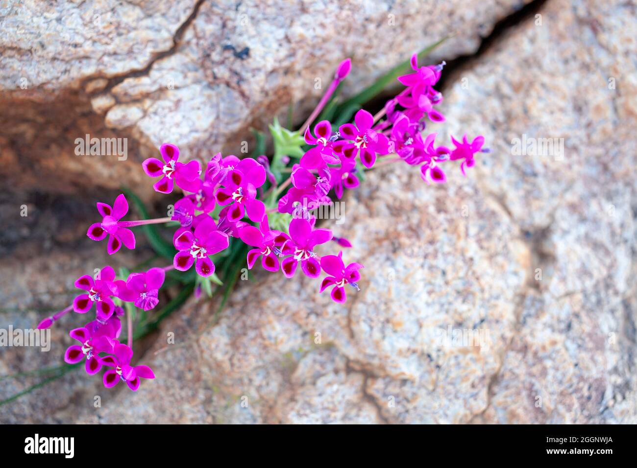 Pink Kabong, Lapeirousia jacquinii flowers Stock Photo