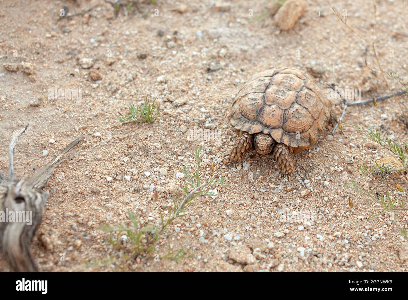 Speckled Cape Tortoise Stock Photo