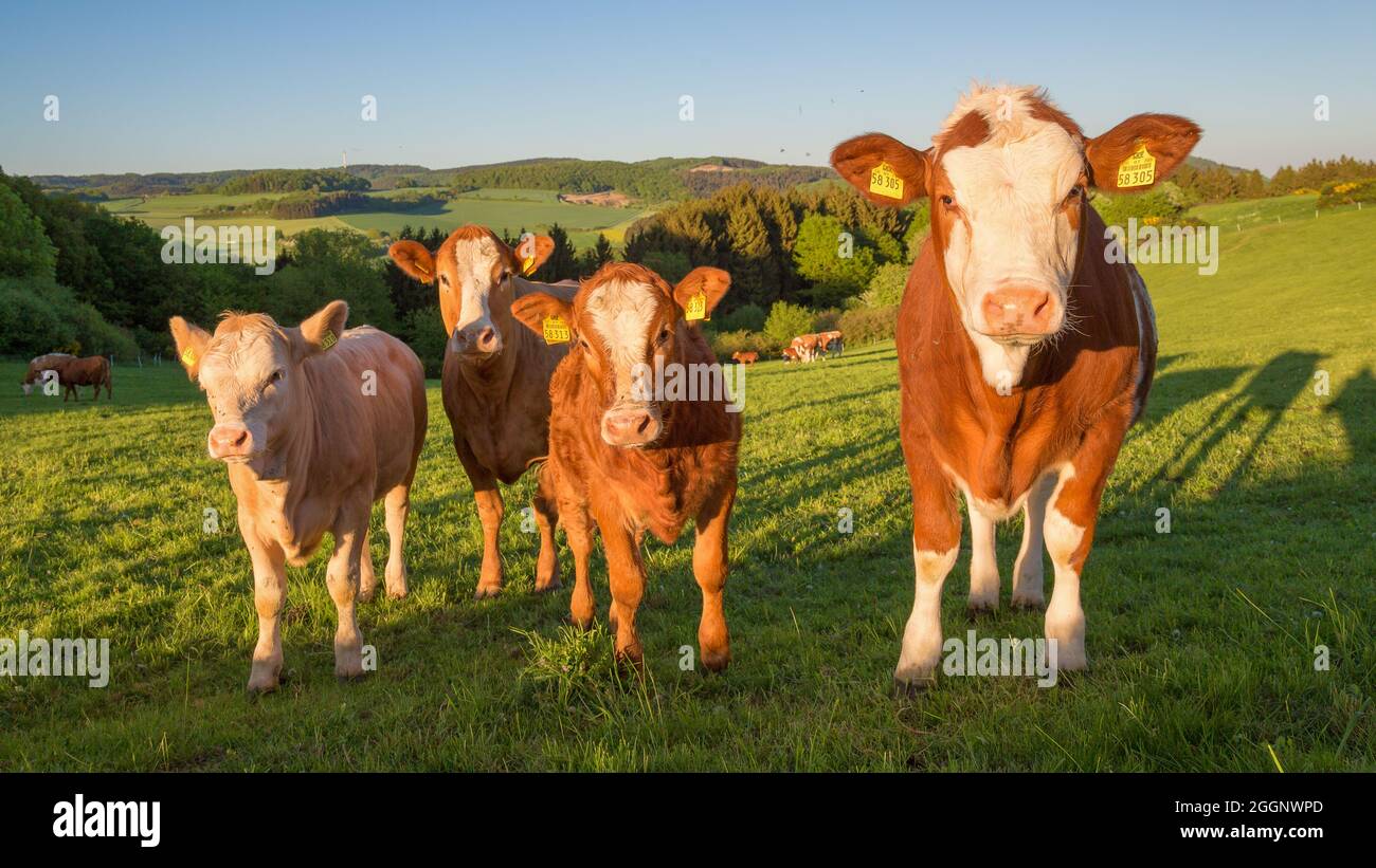 Herd of brown and white cows in the field Stock Photo - Alamy