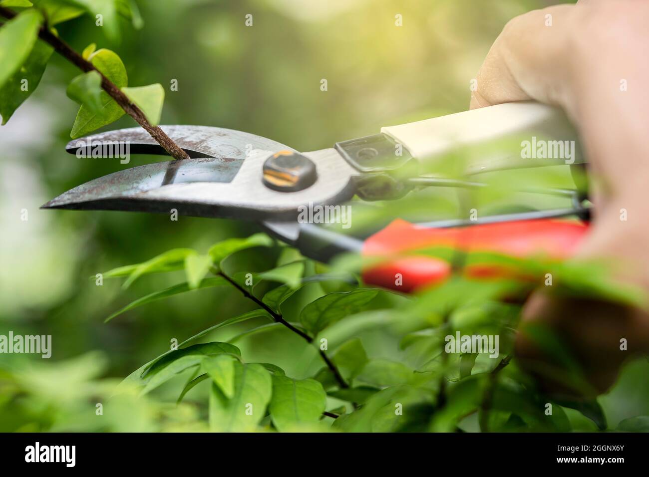 Asian gardener Pruning shears tree to cut branches on plant nature. Hobby planting home garden