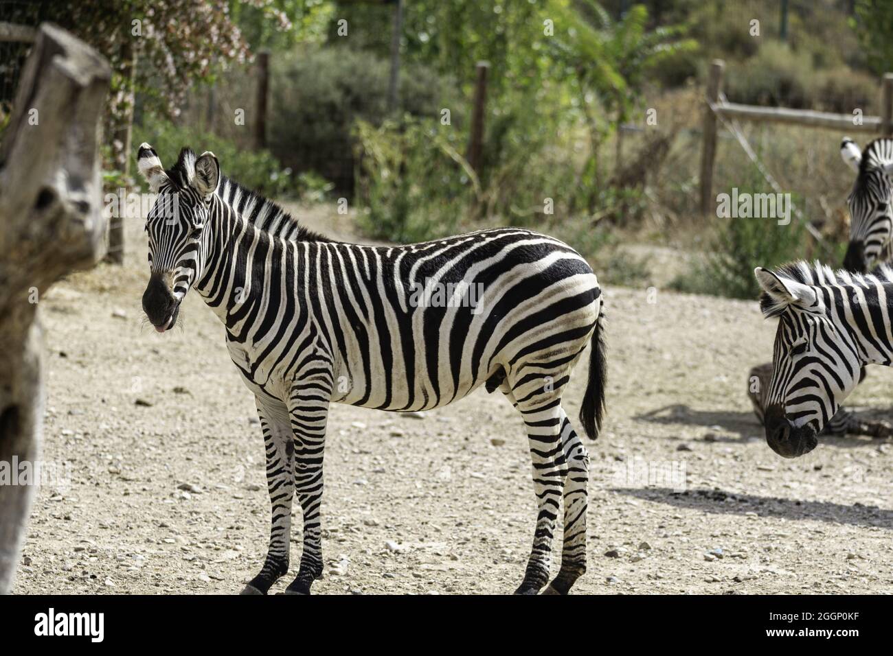 Closeup of a zebra outdoors in a zoo during daylight Stock Photo - Alamy