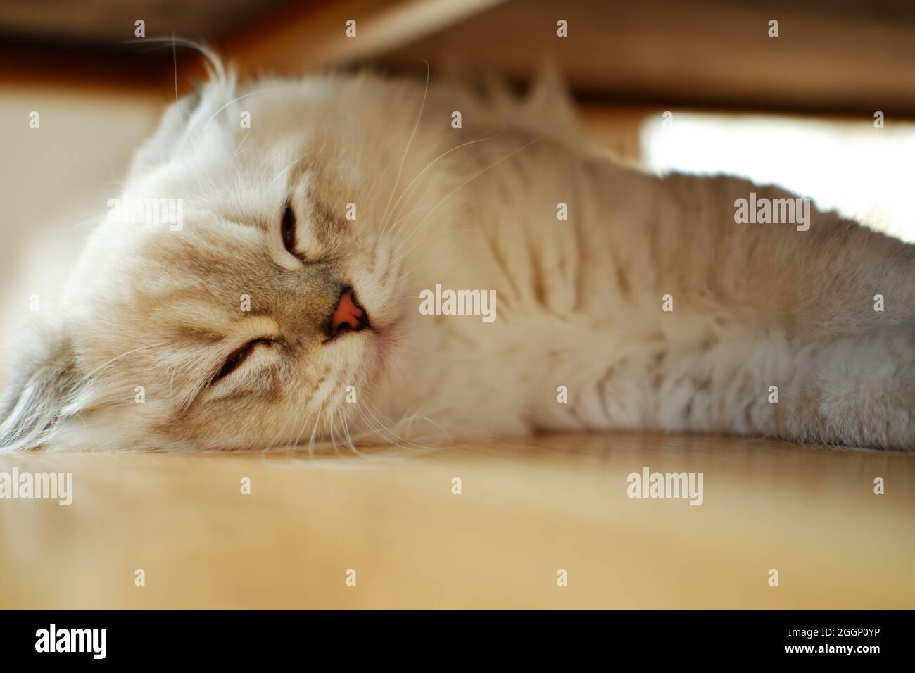 Furry White Scottish Fold Cat Lying on Floor Indoorlying Stock Photo