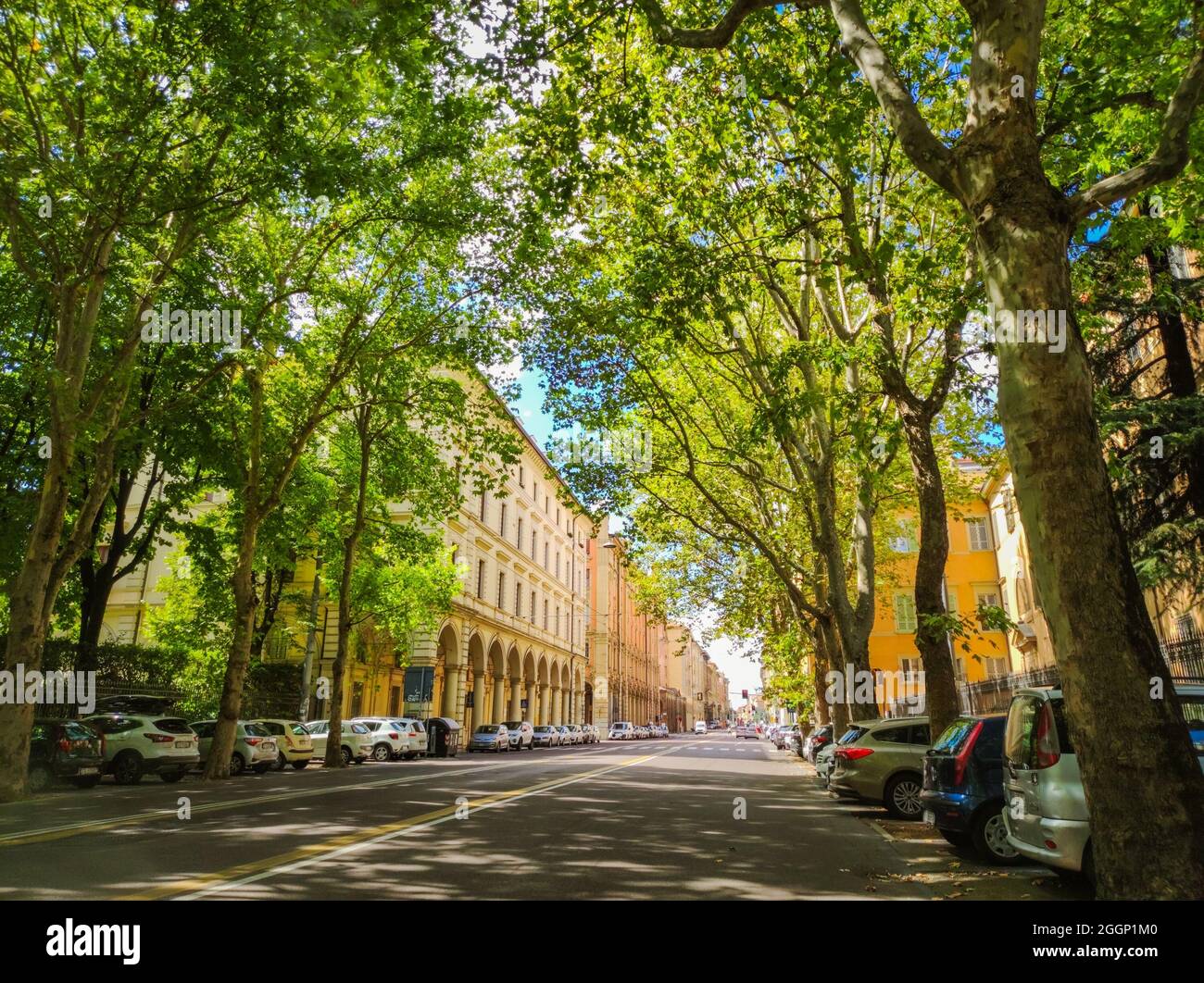 treelined avenue in the city of bologna in a sunny day of summer Stock
