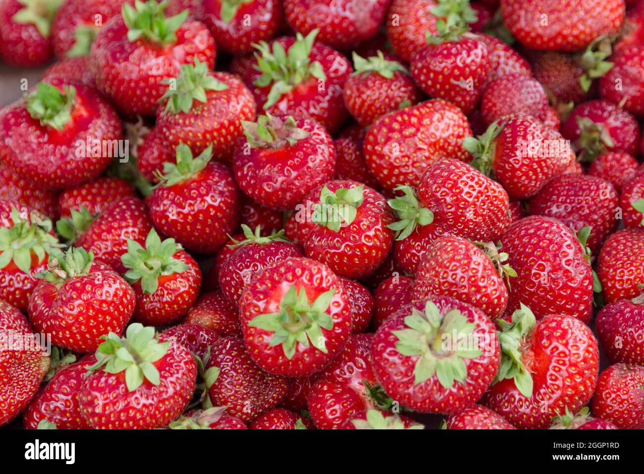 Huge red juicy ripe strawberries at the market in the city, harvest at the dacha. Stock Photo