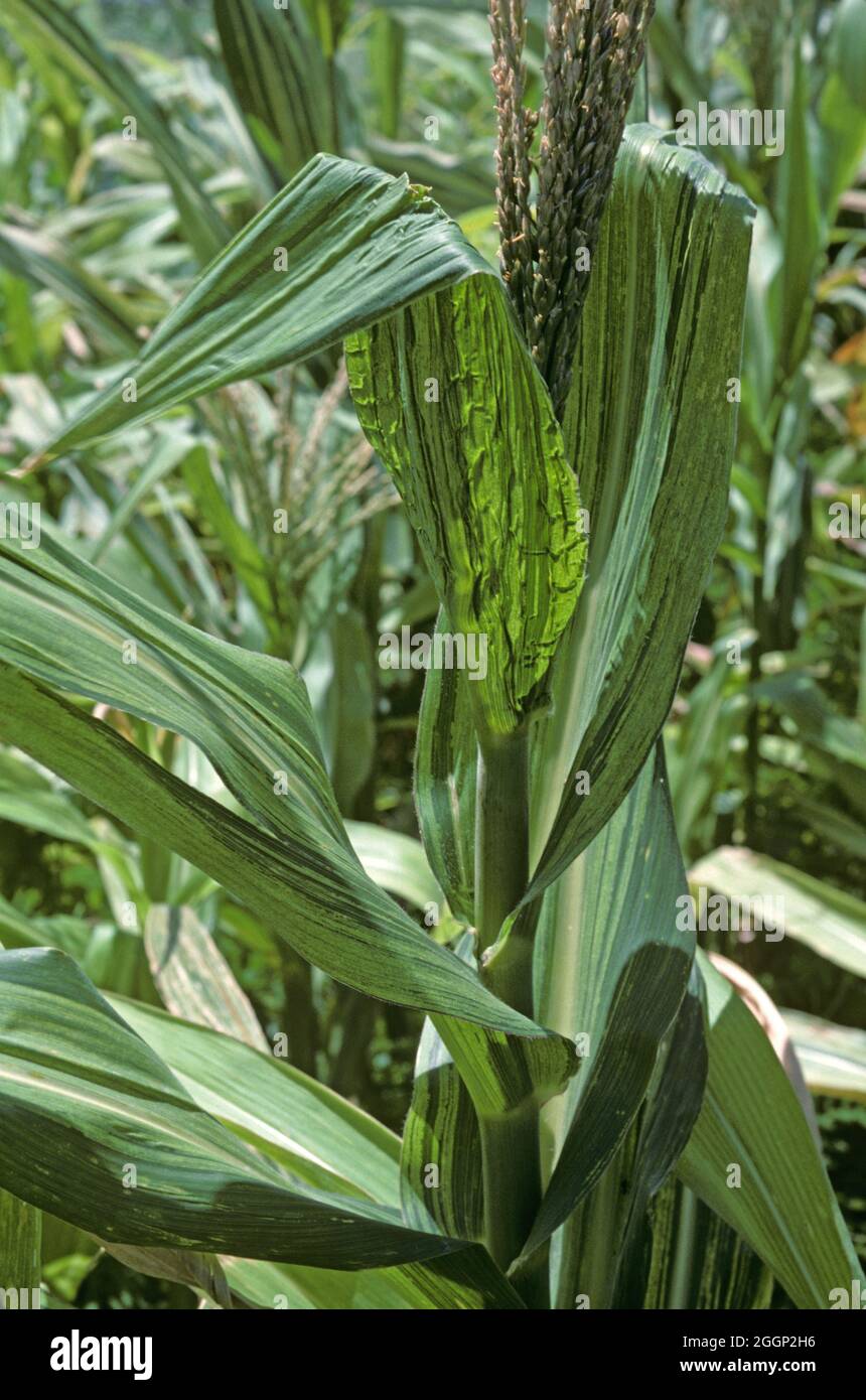 Downy mildew (Peronosclerospora infection symptoms on the upper