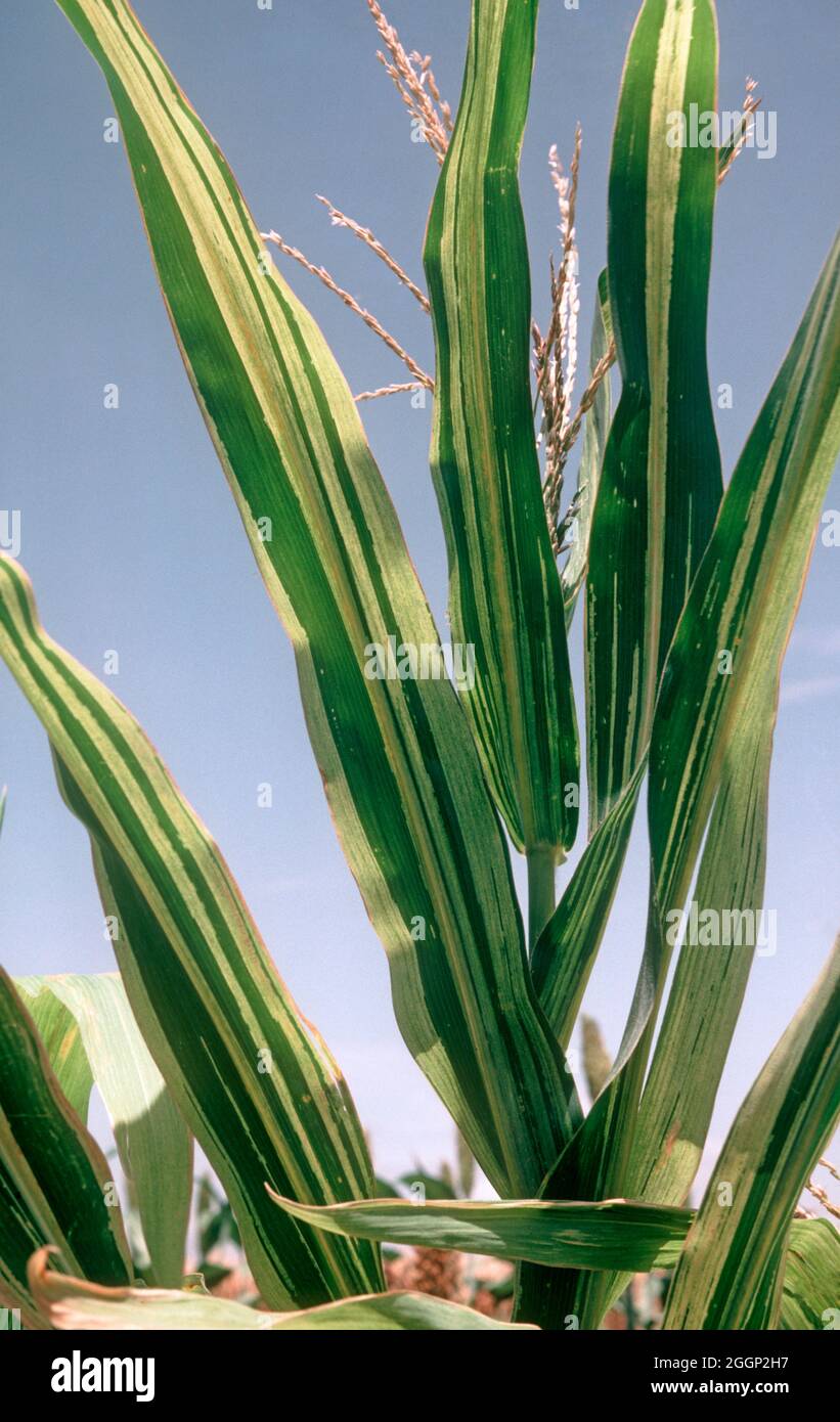 Downy mildew corn hires stock photography and images Alamy