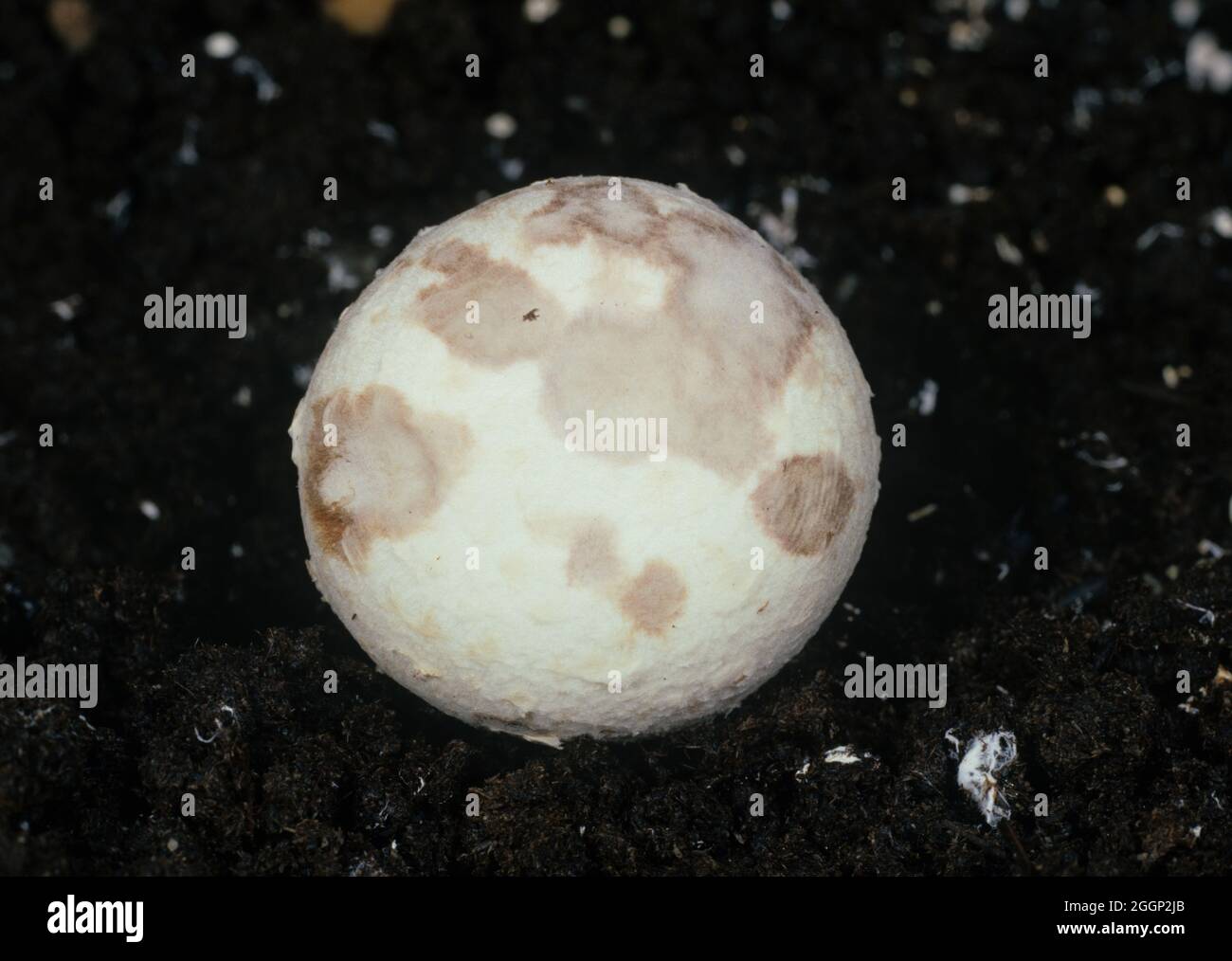 Early symptom of Verticillium dry bubble disease (Lecanicillium