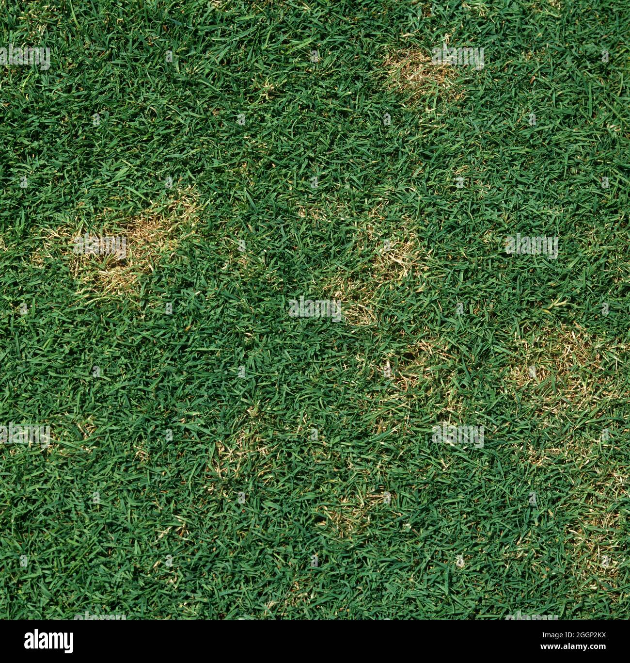 Light patches of grass infected with dollar spot (Clarireedia sp.) on golf course green, USA Stock Photo