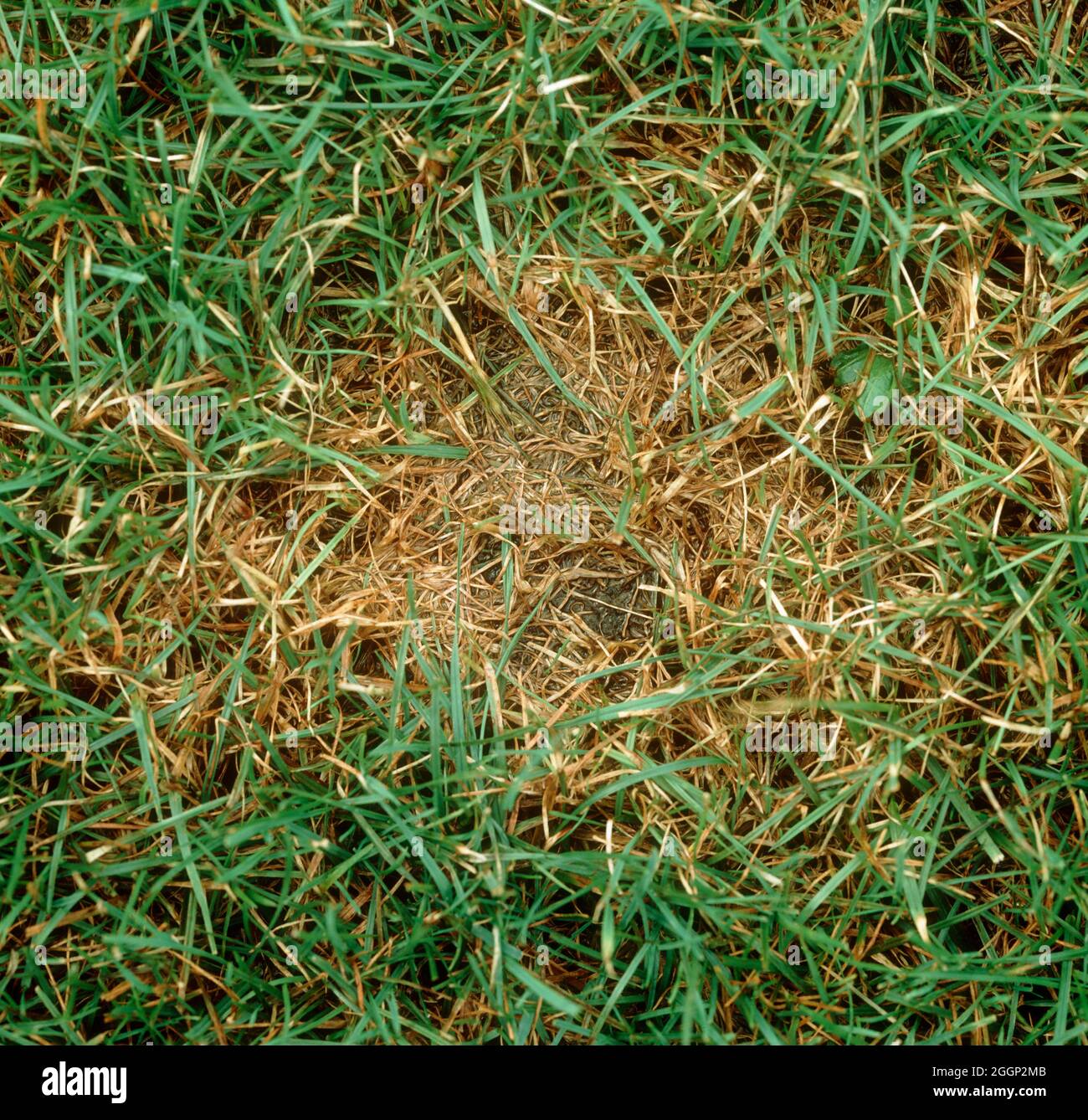 Pythium blight or grease spot (Pythium spp.) damage to bluegrass ( Poa sp.) on lawn grass , USA Stock Photo