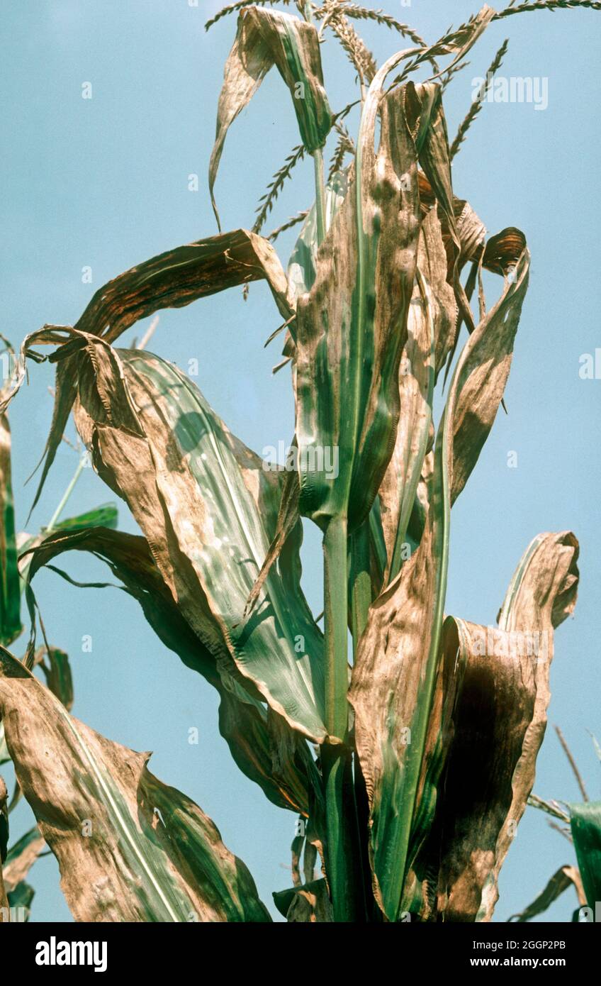 Goss's bacterial wilt (Clavibacter michiganensis) severe necroses lesions of upper leaves on maize or corn plant, USA Stock Photo