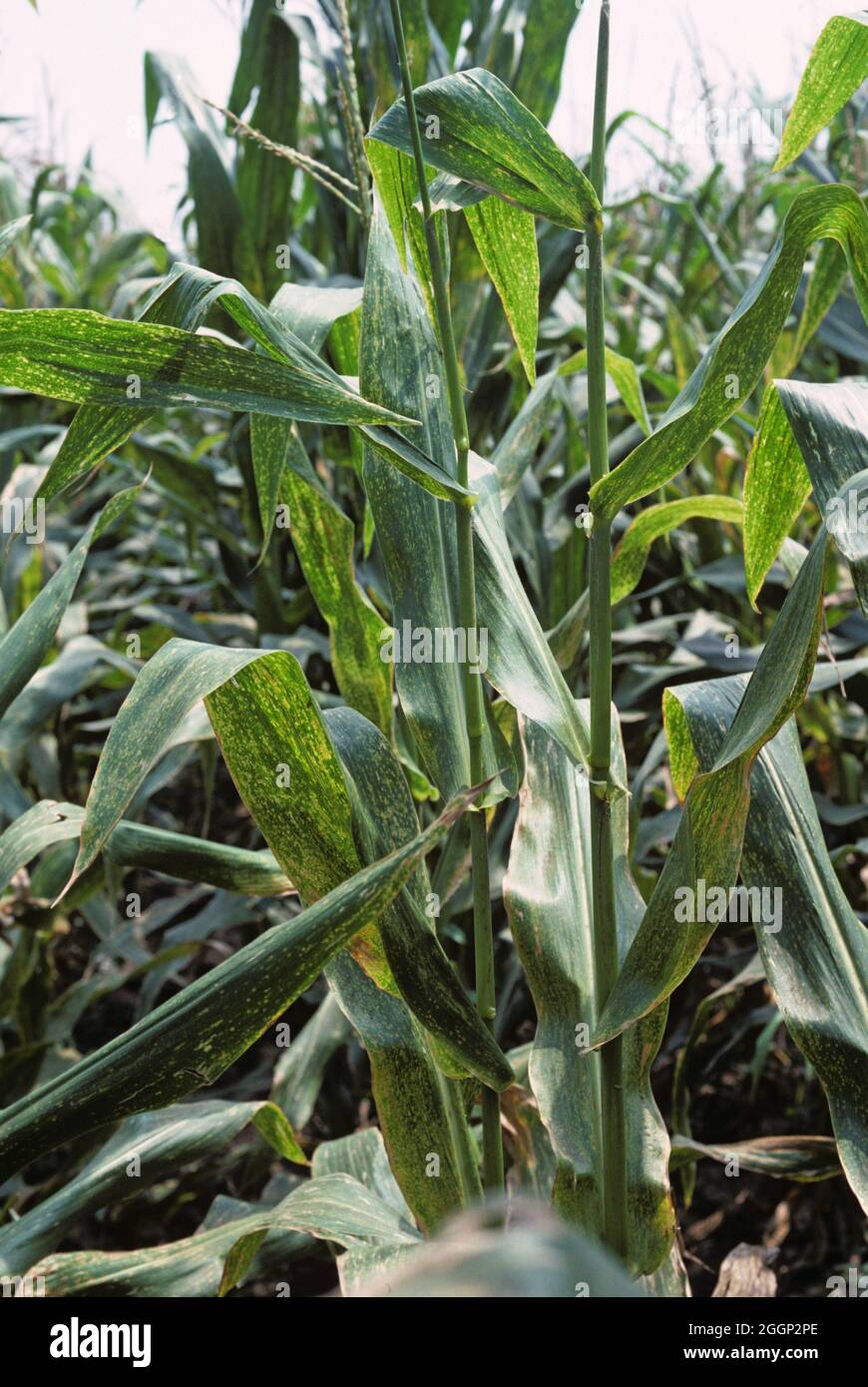 Maize eyespot (Kabatiella zeae) fungal disease infection and lesions on maize or corn leaves on a maturing plant, Illinois, USA Stock Photo